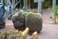 Echinocactus grusonii, golden barrel cactus, golden ball or mother-in-law's cushion