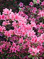 Rhododendron 'Kathleen' 