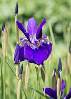 Iris sibirica 'Emperor' - Siberian Iris 'Emperor'