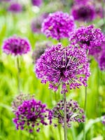 Allium hollandicum 'Purple Sensation' - Dutch garlic 'Purple Sensation'
 