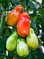 Solanum lycopersicum - Tomato 'San Marzano'