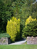 Taxus baccata 'Standishii' - columnar golden yews marking entrance to The Foliage Garden at RHS Garden Rosemoor, Devon, UK. 