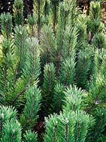 Pinus mugo Pumilio Group - Dwarf Mountain Pine Pumilio Group