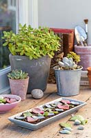 Propagating succulents from their leaves on sunny windowsill.