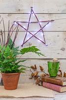 Cornus - dogwood - star decorated with LED fairylights hanging against 
wood backdrop