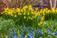 Narcissus 'Tete-a-Tete' - daffodils - and Chionodoxa forbesii