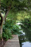 View across pond in Jan Spruyt garden, with Osmunda regalis - Royal fern. 