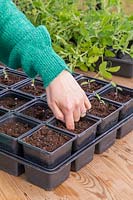 Woman using finger to create hole for planting on tomato seedlings. 