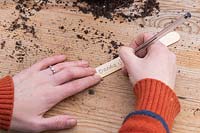 Woman writing plant label for Dahlia tuber.