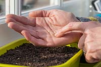 Woman sowing chilli seeds into propagator tray on windowsill.