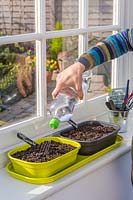Woman watering recently sown chilli seeds on windowsill.