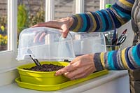 Woman adding lid on plastic seed propagator tray on windowsill.