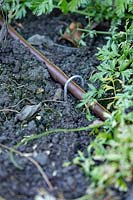 Detail of a watering system hose that is being held in place in the soil with a galvanised peg in a vegetable garden.