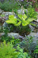 Rock garden featuring  Hosta 'Sum and Substance', Lavender, Campanula, Nepeta - Catmint, Alchemilla mollis and ferns.