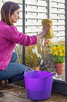 Woman washing glass greenhouse window pane using a sponge and soapy water. 