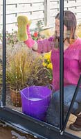 Woman wearing rubber gloves washing glass greenhouse window pane using a sponge and soapy water. 