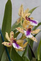 Zygopetalum Adelaide Parklands - orchid