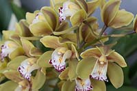 MIni Cymbidium Kings Loch 'Cooksbridge' - orchid