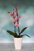 Phalaenopsis orchid in a pot on textured slate, with a bokeh background