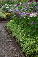 Flower beds in public park planted with bedding such as Pericallis and 
edged with variegated foliage