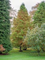 Sequoia sempervirens - Coastal Redwood - changes colour a autumn approaches.