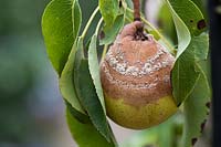 Monilinia fructicola - brown rot on a Pyrus 'Delbard Gourmande Delsavor' - pear - 
fruit 
