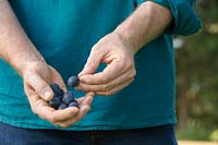 Person holding picked fruits of Prunus 'Delma' - damsons 
