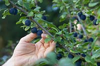 Picking Prunus 'Delma' - damson - fruits from the tree 