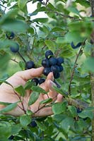 Person harvesting Prunus 'Delma' - Damson 'Delma' fruit from the tree.
