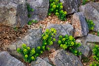 Euphorbia cyparissias growing in rockery