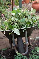 Plant debris from Phaseolus coccineus - Runner Bean plants - in a wheelbarrow, part of tidying up 
vegetable garden in autumn after the harvest 