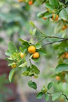 Citrus madurensis - Calamondin orange tree 