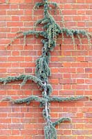 Cedrus atlantica 'Glauca pendula' - Blue Atlas Cedar - tree trained 
against a brick wall