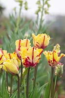 Tulipa 'Flaming Parrot' - Parrot Tulip 