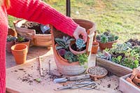 Woman planting Echeveria among other succulents in multi-level terracotta pot. 