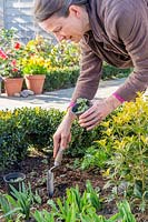 Woman digging hole with hand trowel to plant seedling of Potentilla 'Monarch's Velvet' - Scarlet Cinquefoil 'Monarch's Velvet'. 