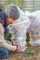 Woman tying string around containers planted with tender plants, wrapped in fleece. 
