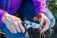 Woman pruning Rosa - Rose in early Spring using secateurs to cut just above a outwards facing bud