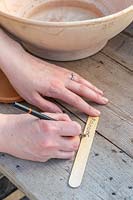 Woman writing wooden label for Ranunculus Pastel Mix. 