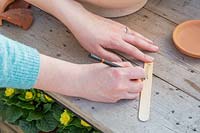 Woman writing wooden label for Ranunculus Pastel Mix
