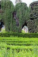 The Maze Garden with hedges of Myrtus - Myrtle. Alcazar Palace Gardens, Seville, Spain. 