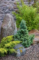 Group of ornamental conifer varieties and bamboos growing between boulders in the walled garden. 