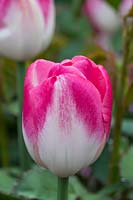 Tulipa 'Dreamland' - Tulip 'Dreamland'