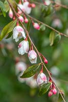 Camellia rosthorniana 'Elina' - Camellia 'Elina'