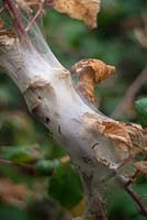Small ermine moths larvae or caterpillars - Yponomeuta spp on Blackberry - Rubus