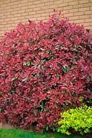 Photinia x fraseri Pink Marble 'Cassini' - Christmas berry Pink Marble growing against a sunny brick wall