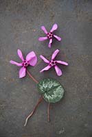 Cyclamen alpinum, purple-flowered
