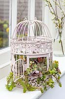 Ornate birdcage planted with a mix of succulents displayed in windowsill. 