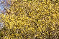 Corylopsis glabrescens - Fragrant Winter Hazel
