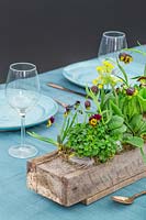 Spring table decoration with Primula 'Gold Lace', Viola, Primula veris and Fritillaria michailovskyi.
